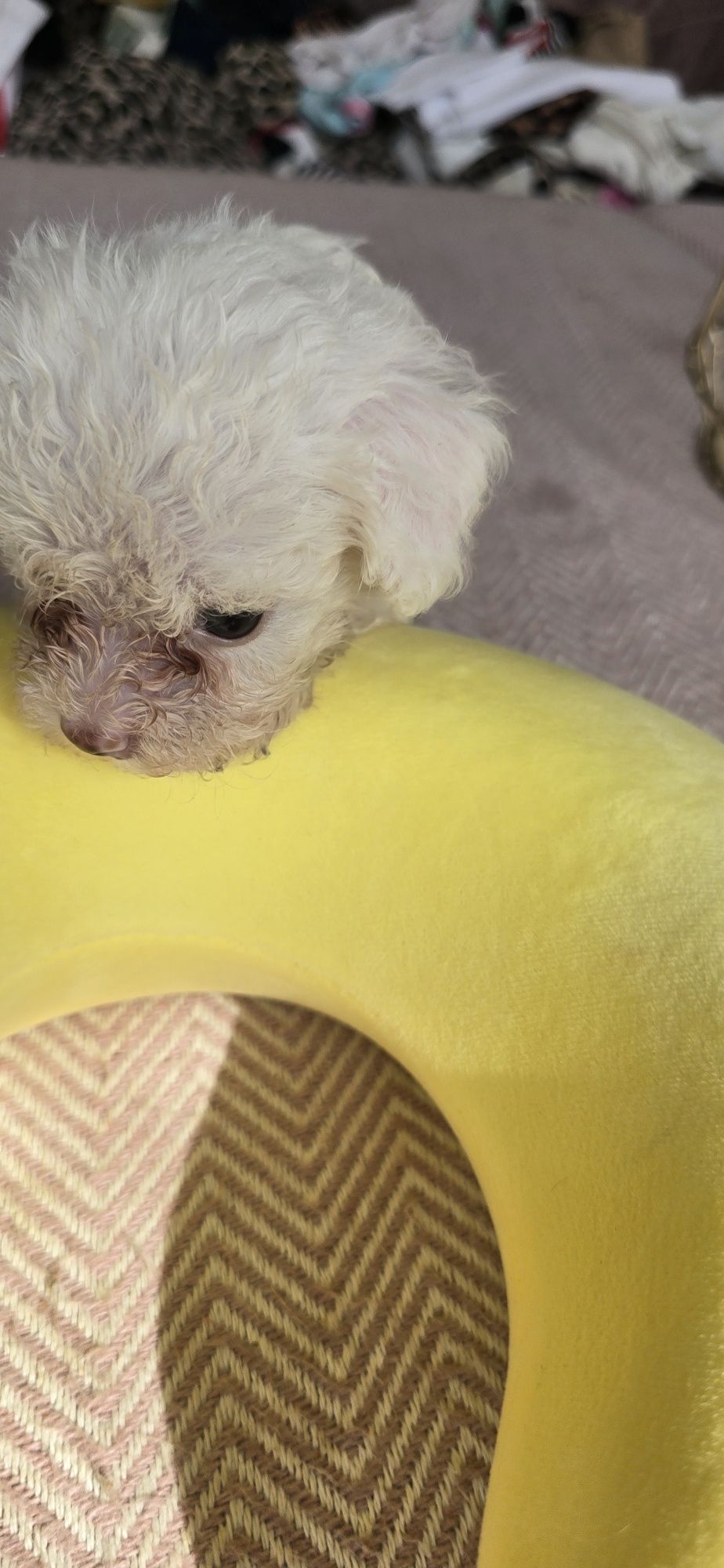 Malutki Maltipoo