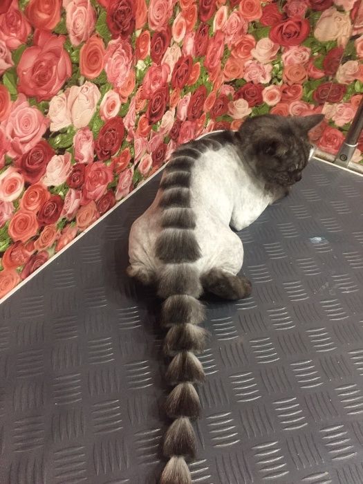 стрижка котів та кішечек