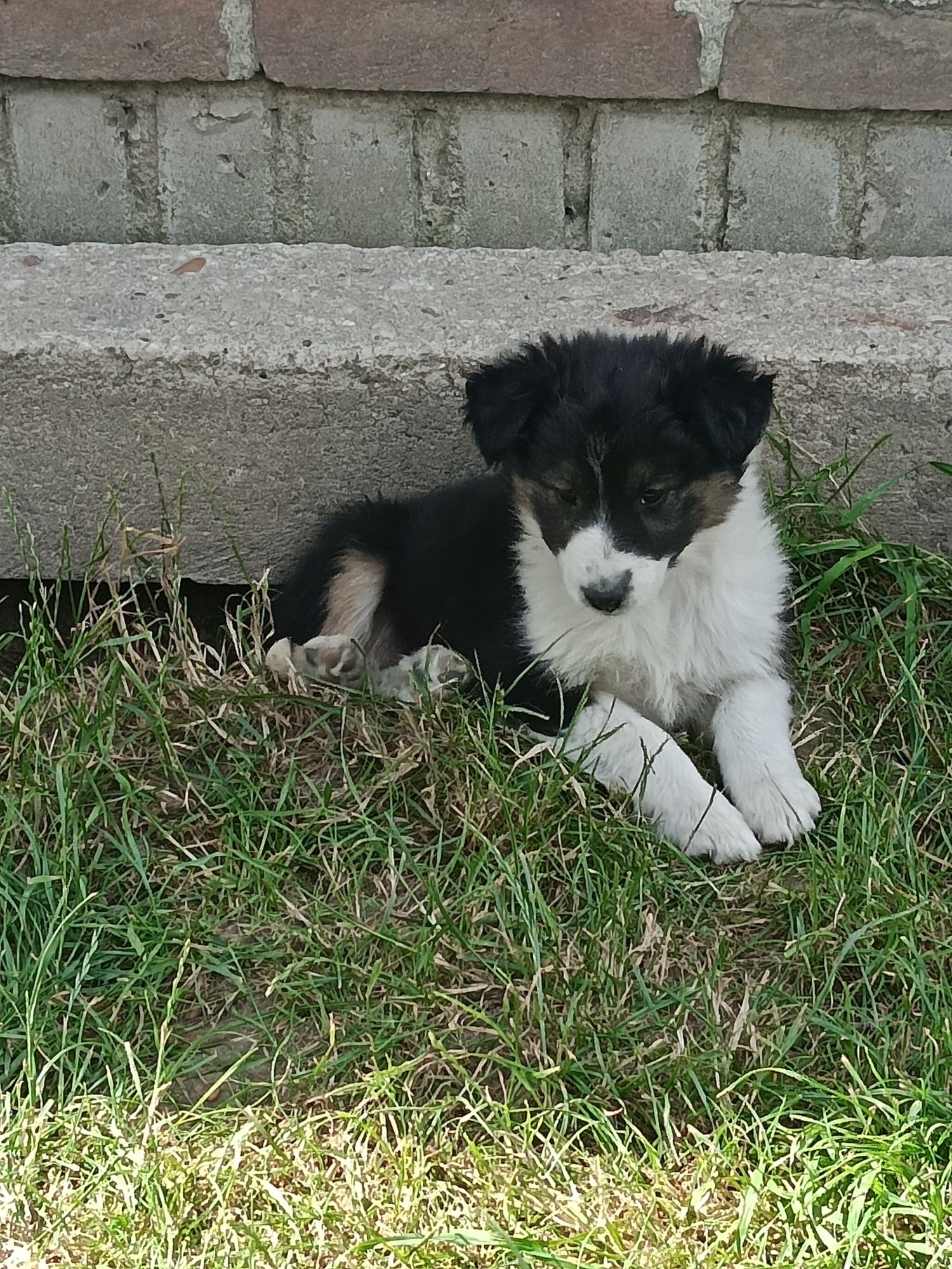 Szczeniaczki mieszańce, mama owczarek szkocki collie