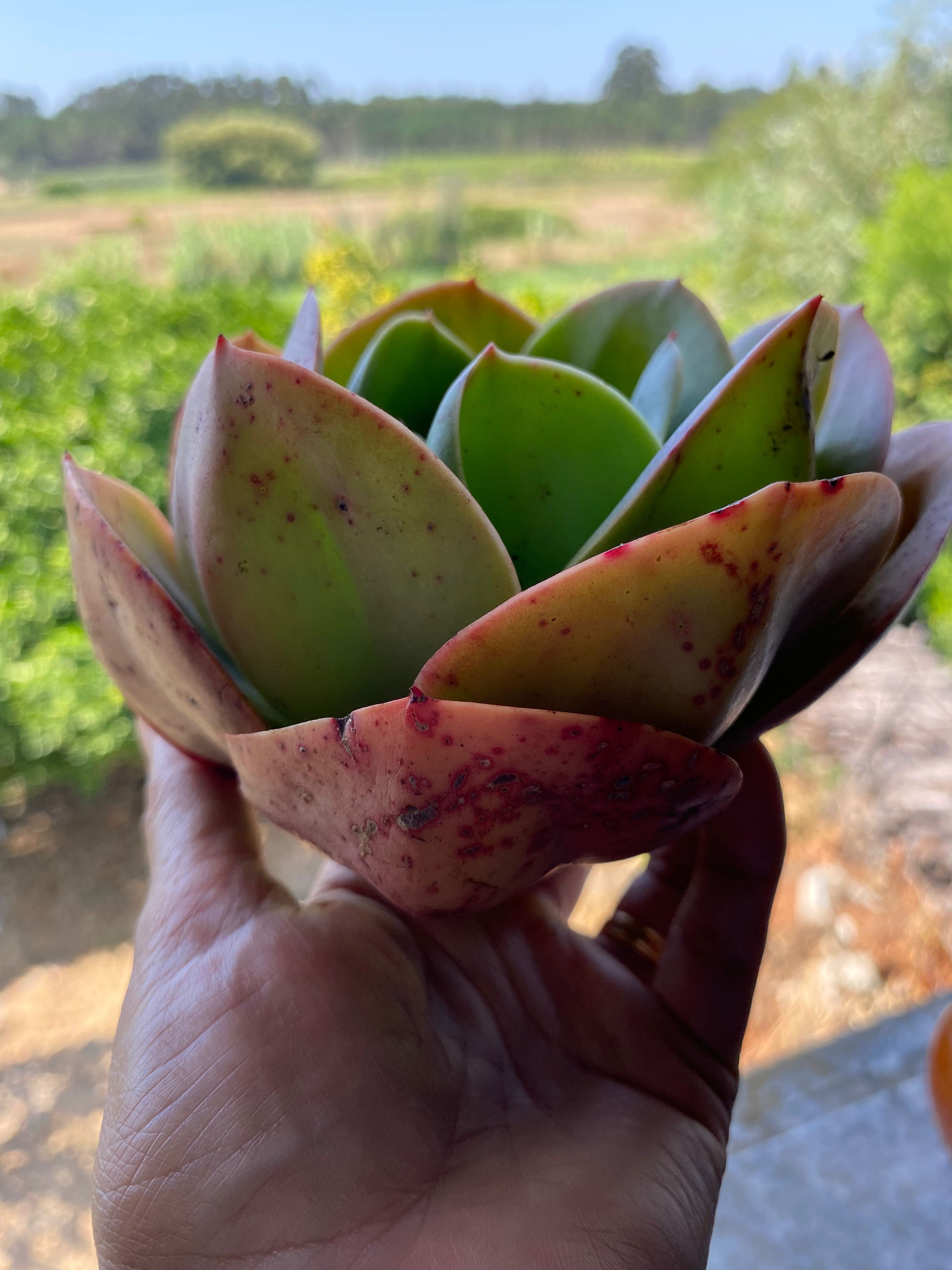 Suculenta Mandala