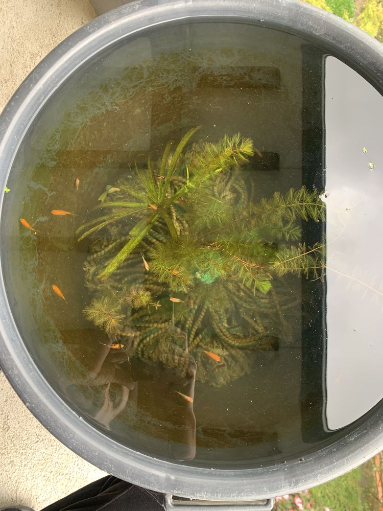 Cometas peixe agua fria