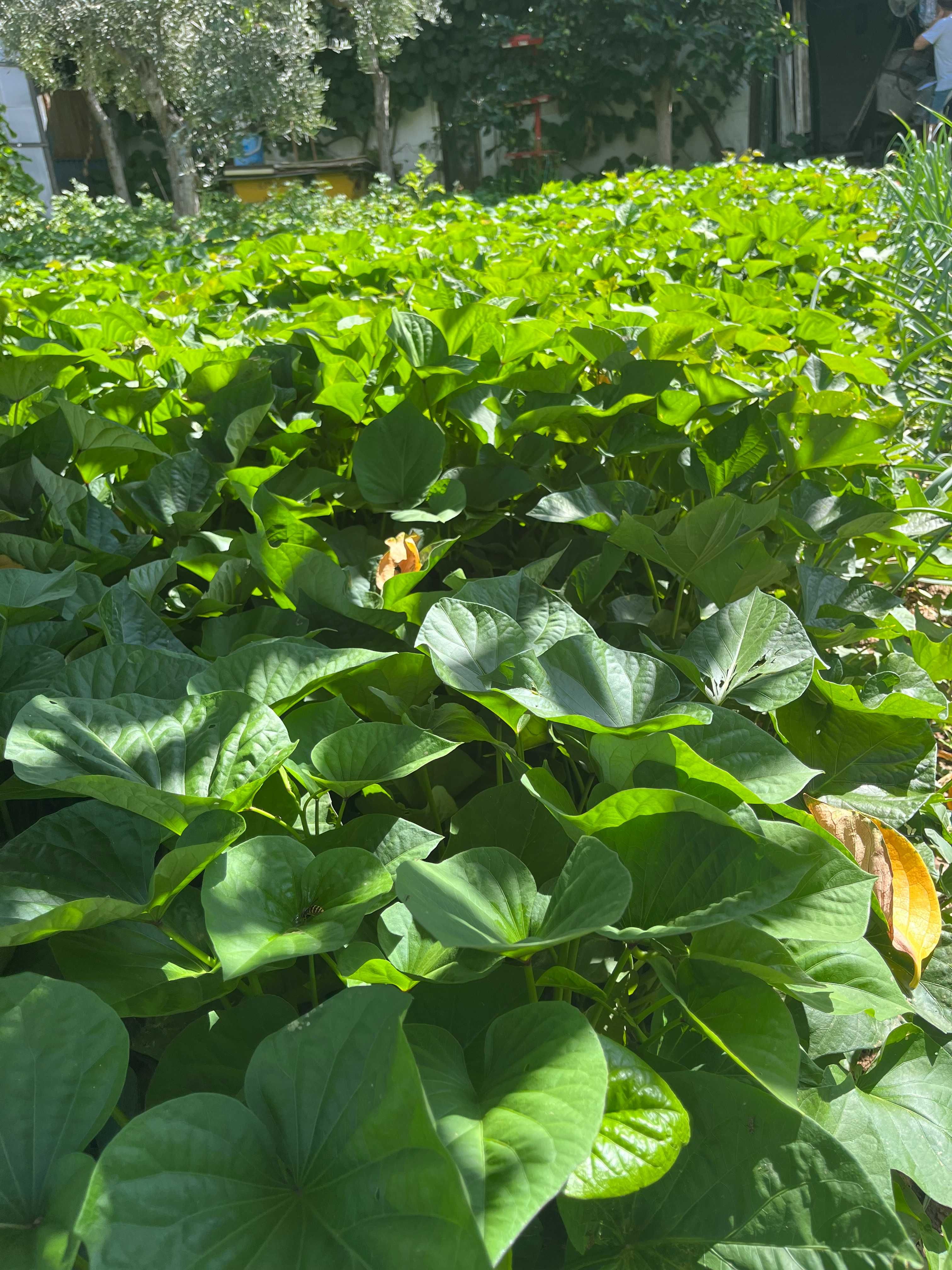 Pés de Batata Doce para plantar