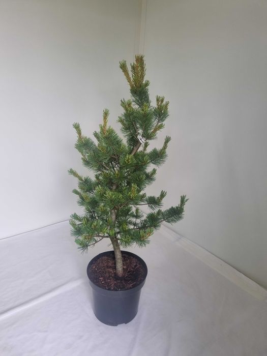 Sosna Drobnokwiatowa Pinus Negishi – Drzewko Ozdobne, Wys. 120 cm, 7L