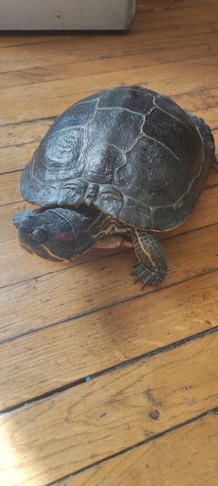 Черепашка пресноводная