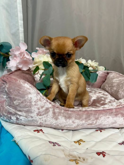 Chihuahua krótkowłosa sunia FCI