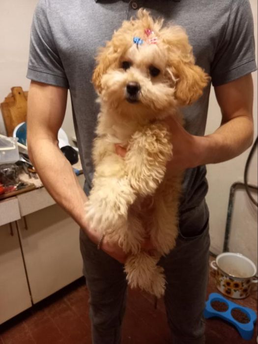 Щенок той пудель