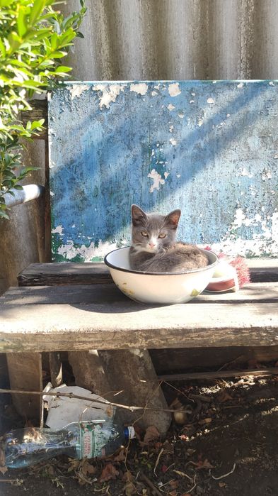 Котенок ' кошеня в добрі руки