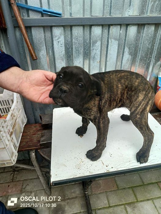 Немецкий боскера