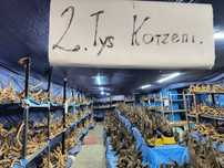 Korzeń do akwarium/terrarium