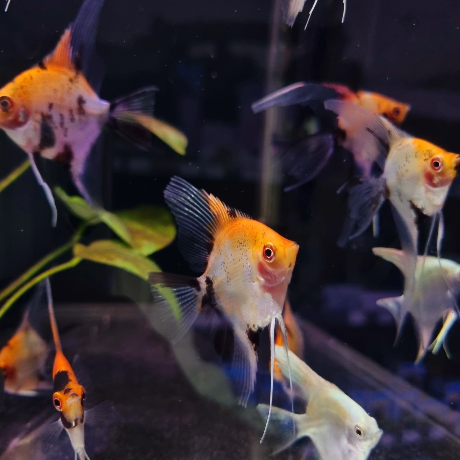 Skalar red devil (koi)