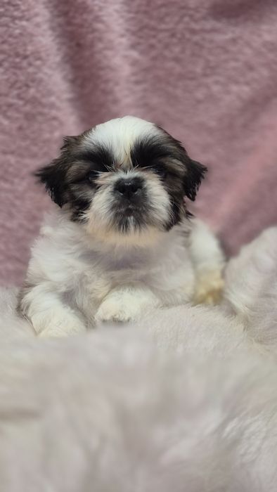 Suczka  Shih Tzu