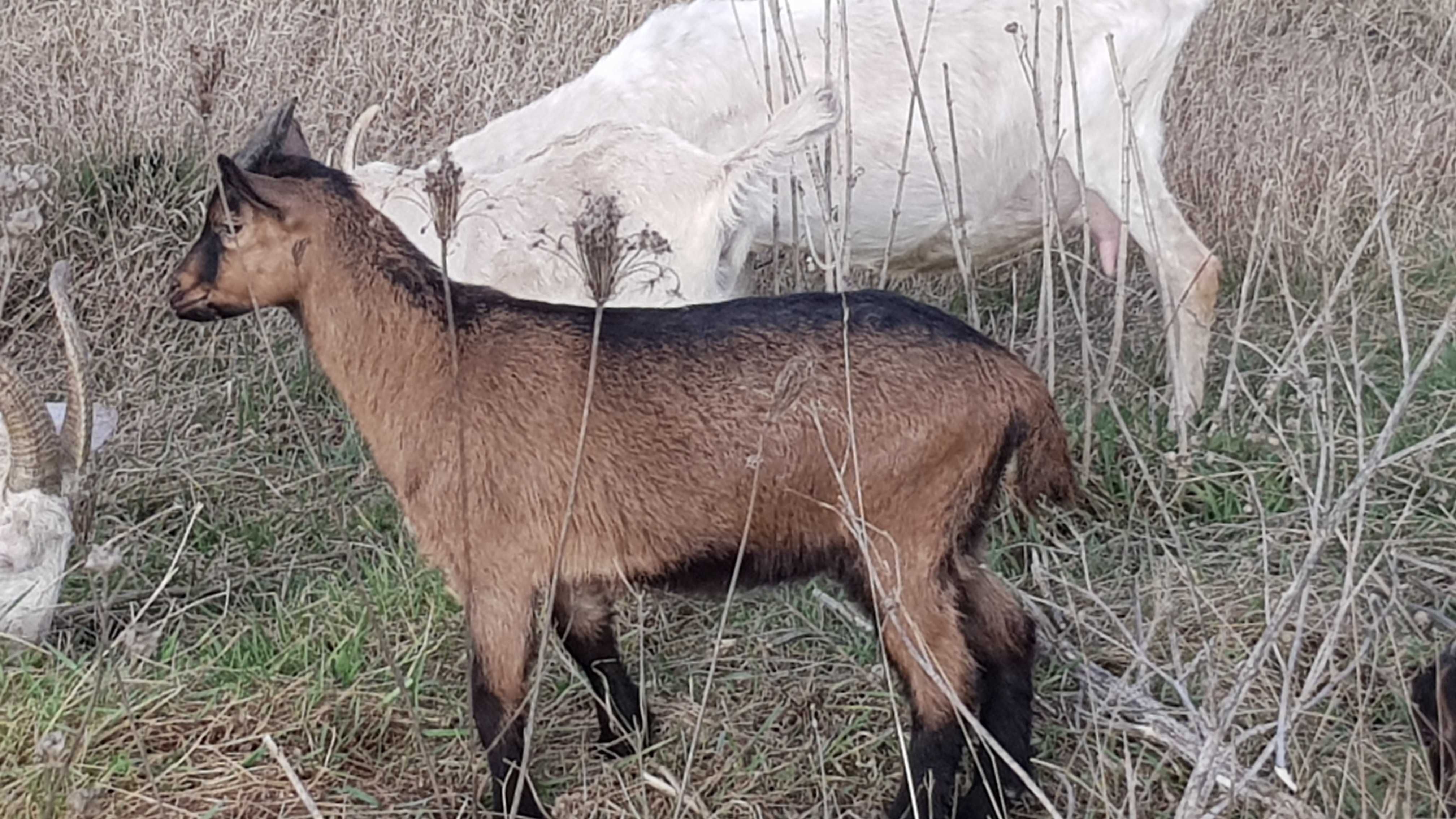 Альпійський козлик