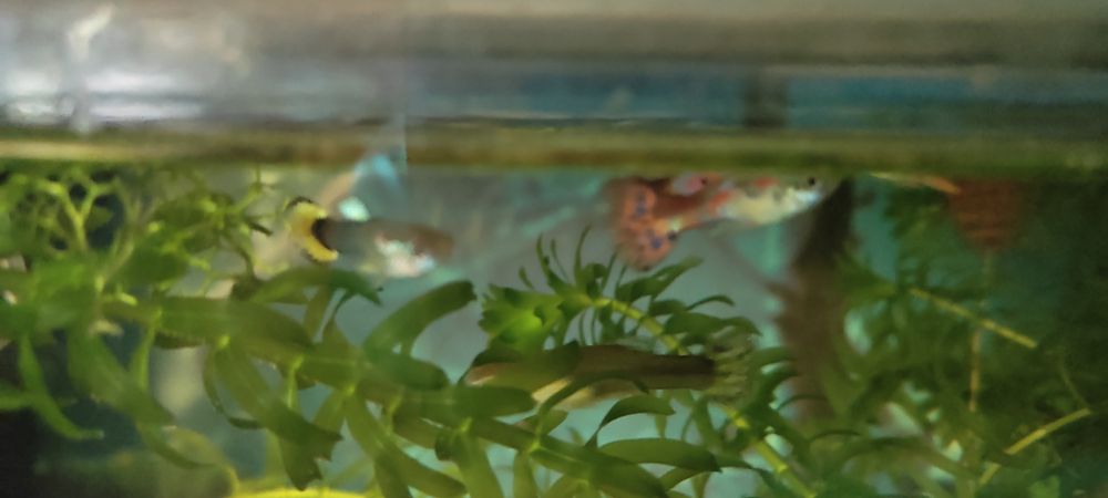 Gupik samce i samice , młode różny rodzaj  wielkości około 2-3 cm