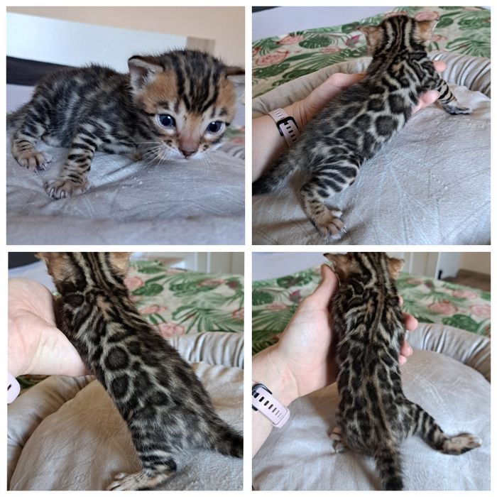 Kot bengalski kocurek bengal
