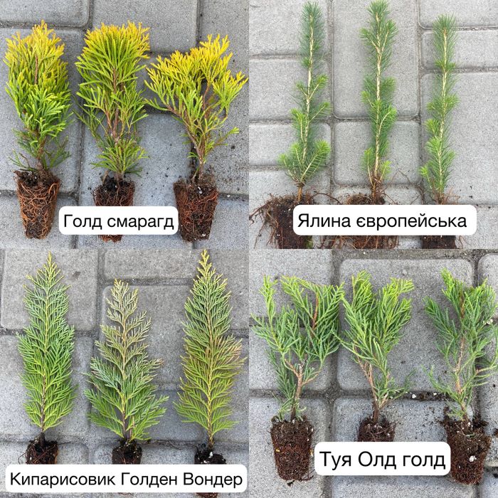 Модрина,Сосна звичайна,кримська,Ялина,Туї,Ялівці,Кипарисовики,Берези..