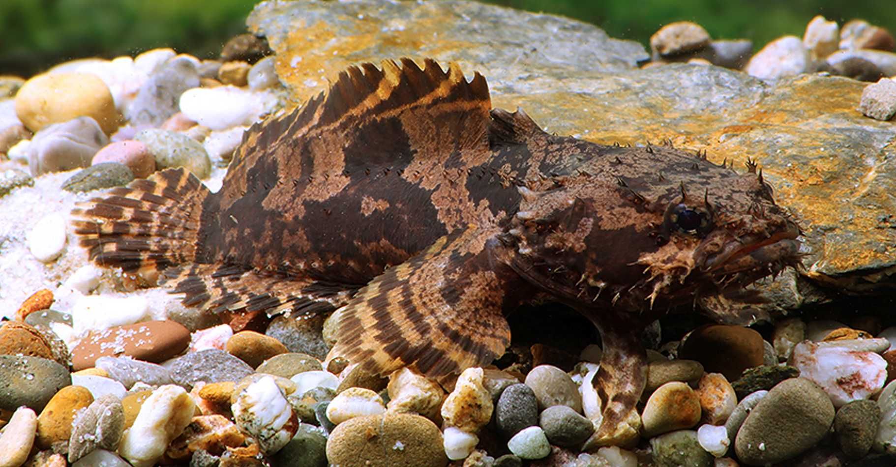 Batrach kwiczący - Allenbatrachus grunniens - dowozimy, wysyłamy