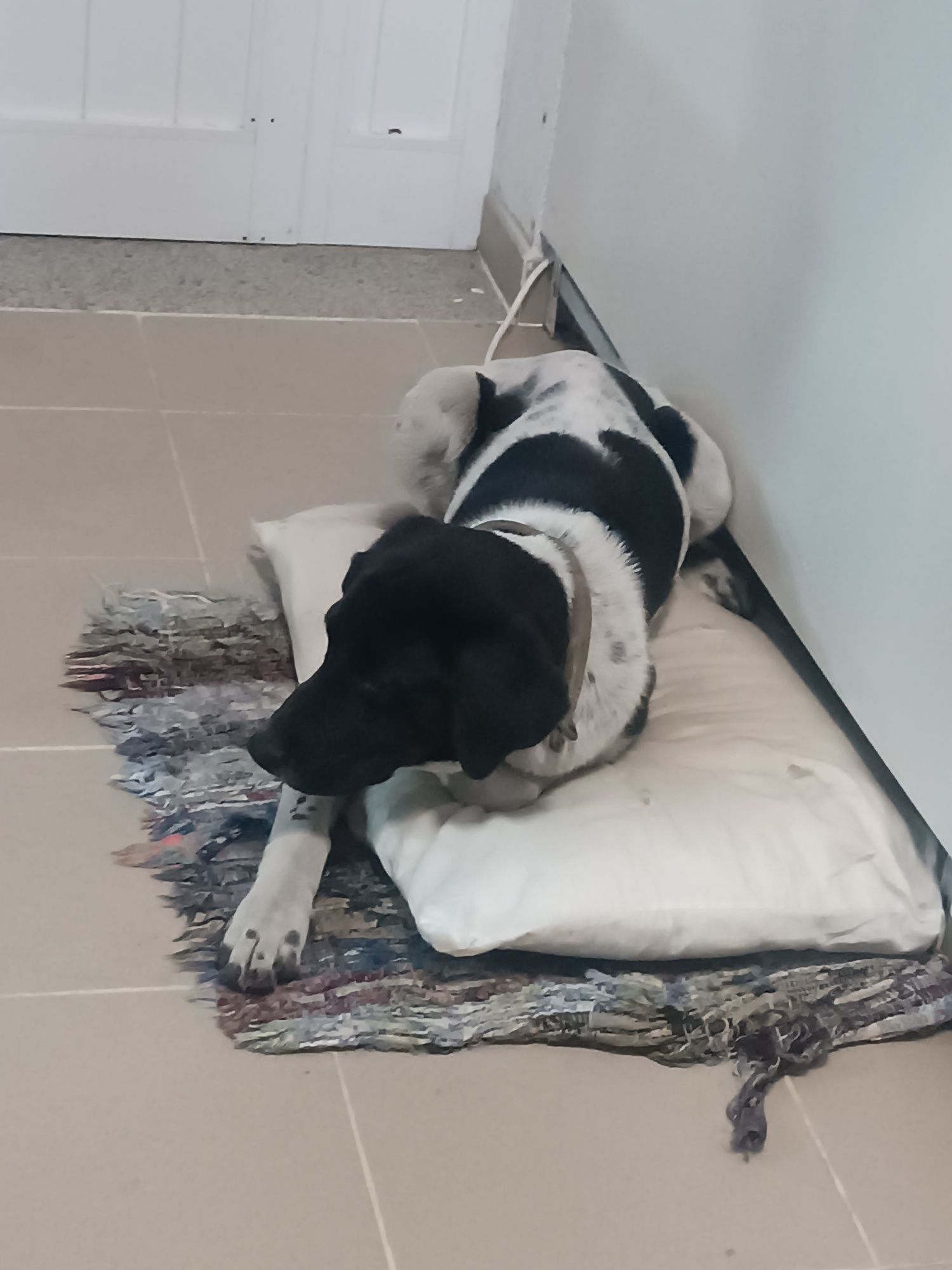 Cão para adopção