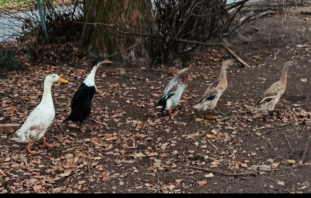Sprzedam Kaczki Biegusy