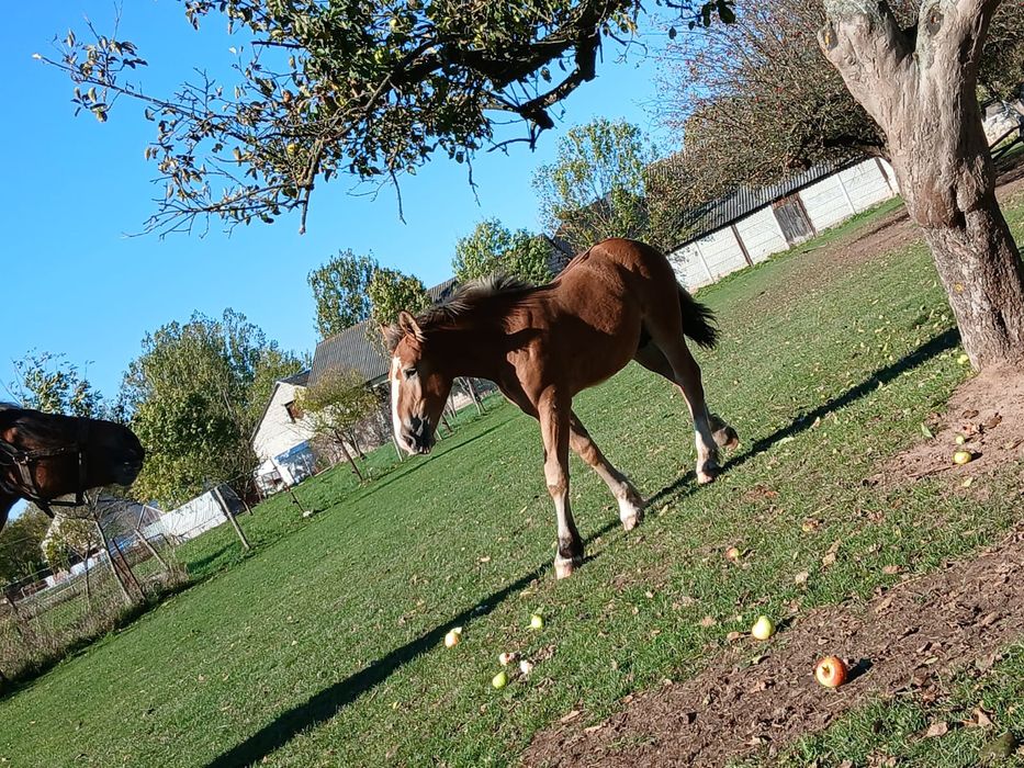 Ogierek zimnokrwisty