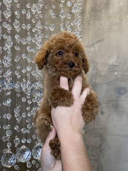 Хлопчик той пудель