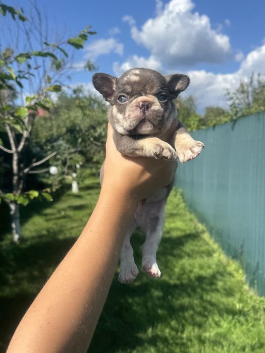 Ексклюзивний міні хлопчик шоколадний мерле з підпалом!Блакитні очі