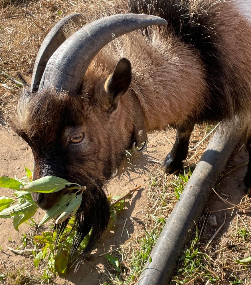 Vendo cabrito anão  Macho