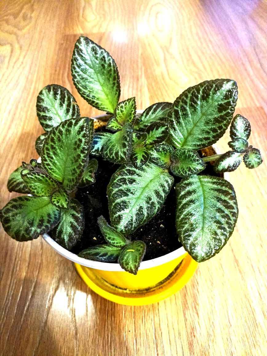 Епісція Мідно-Червона. (Episcia Cupreata).