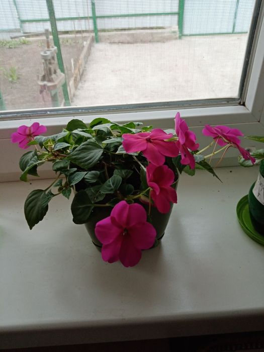 Распродажа комнатных цветов