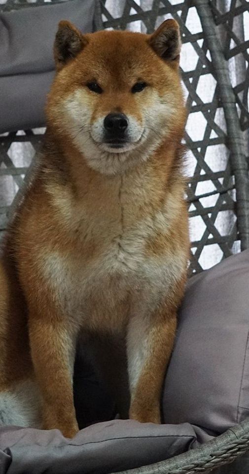 Шиба Ину,Сіба Іну(Shiba·inu) 21месяц