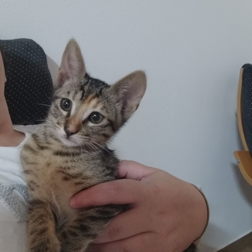Gatinha para adoção responsável