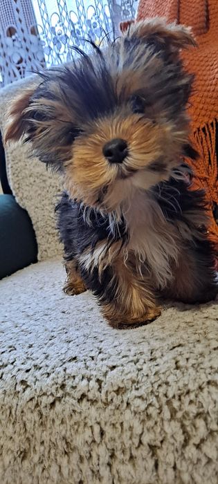 Yorkshire terrier-mini suczka