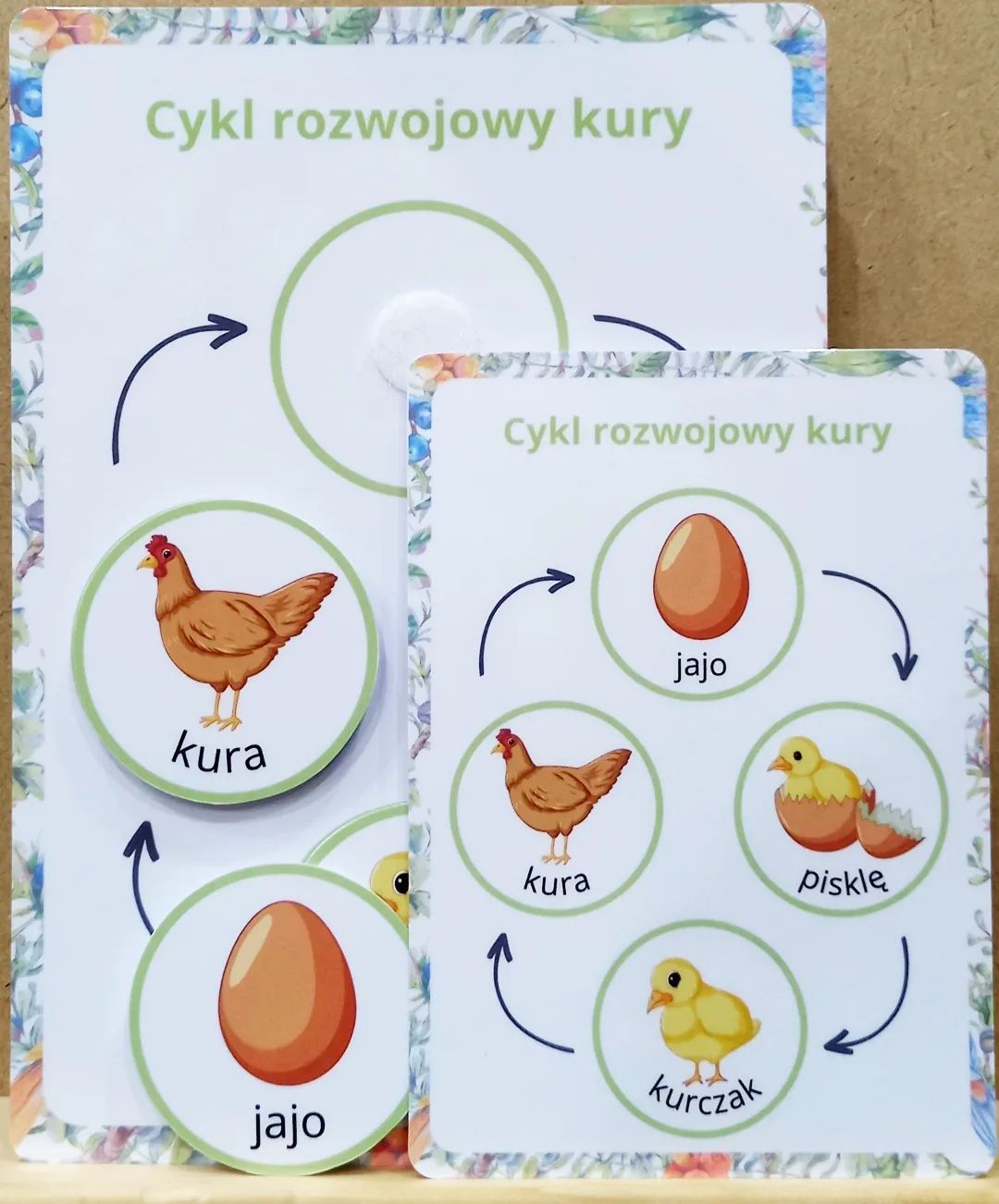 Cykl rozwojowy motyla, fasoli, żaby, żółwia