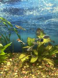 Акваріумні рибки гуппи