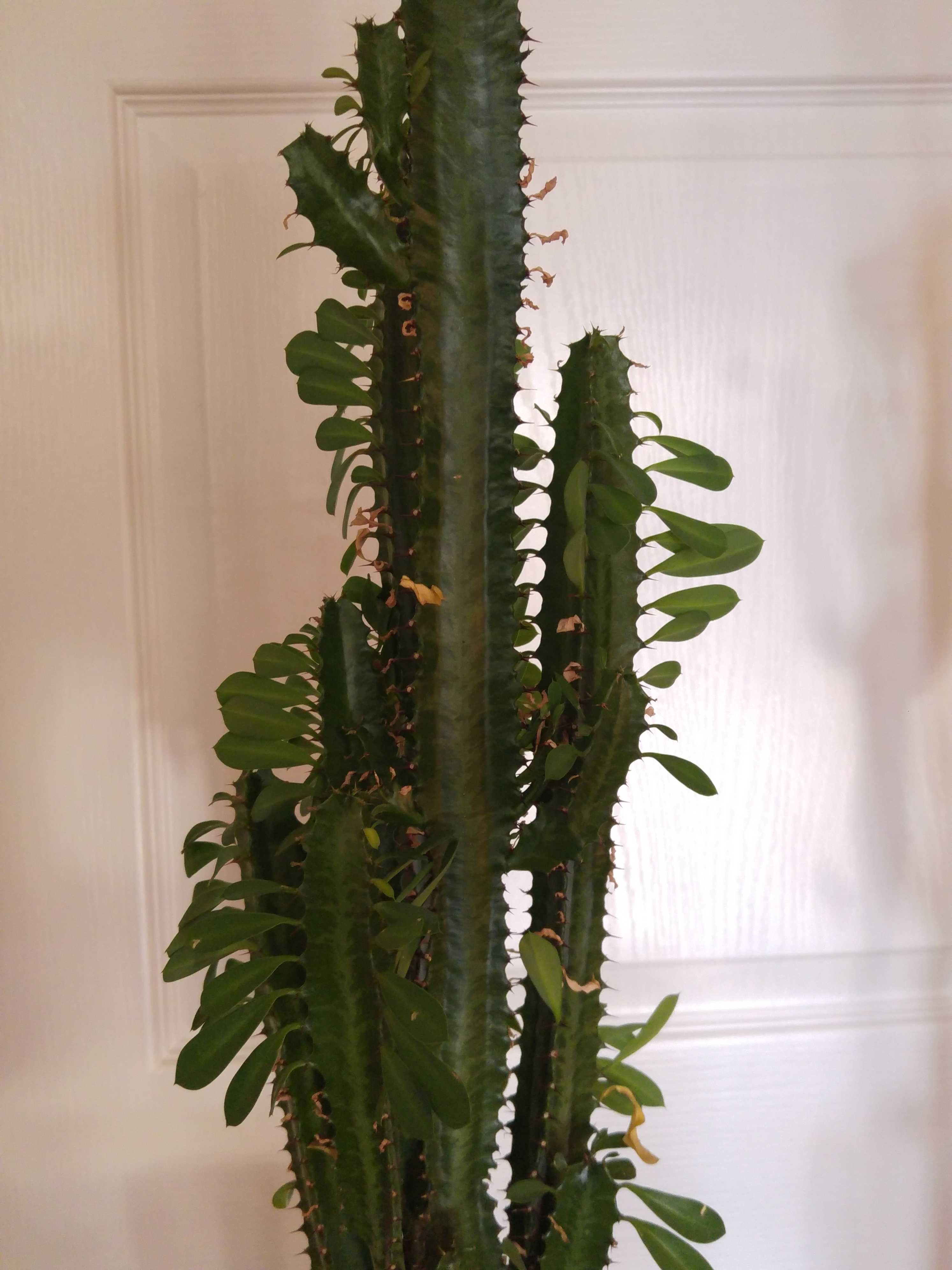 Roślina doniczkowa - Kaktus wilczomlecz
