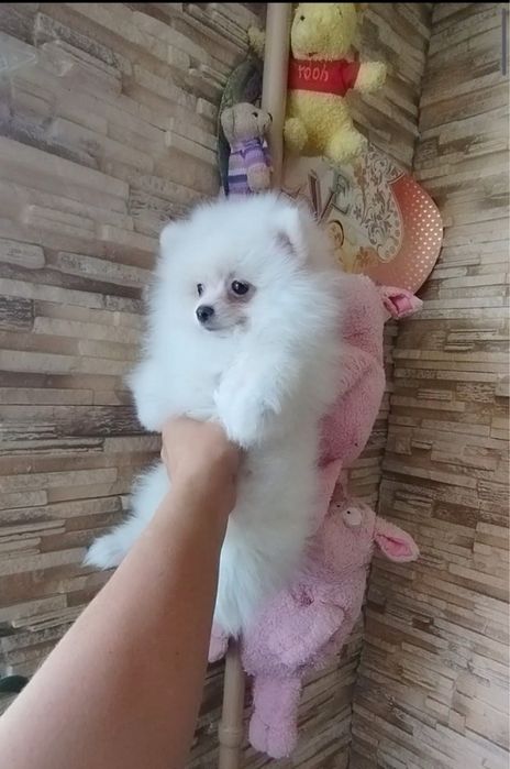 Щеночки шпица. Подрощеные