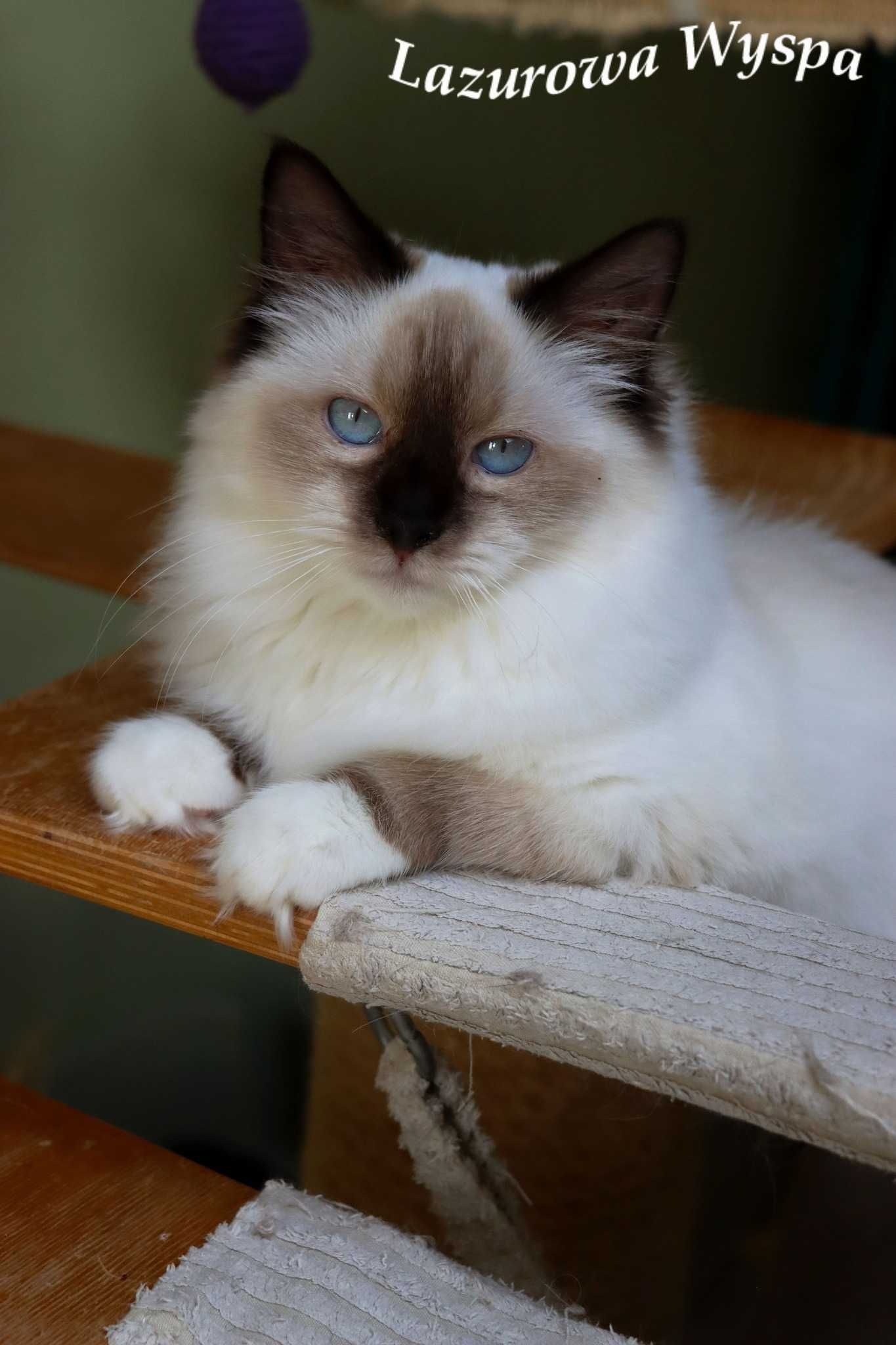 Eleonora ragdoll z Lazurowej Wyspy.
