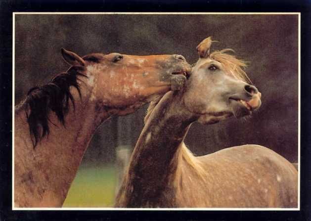 zestaw pocztówek z końmi Equus