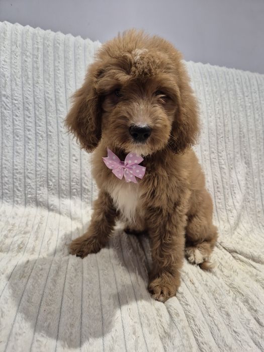 Goldendoodle f1 standard