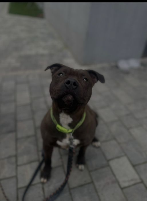 Oddam Amstaffa za darmo