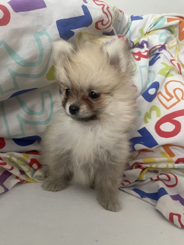 Rezerwacja .Szpic Miniaturowy Pomeranian