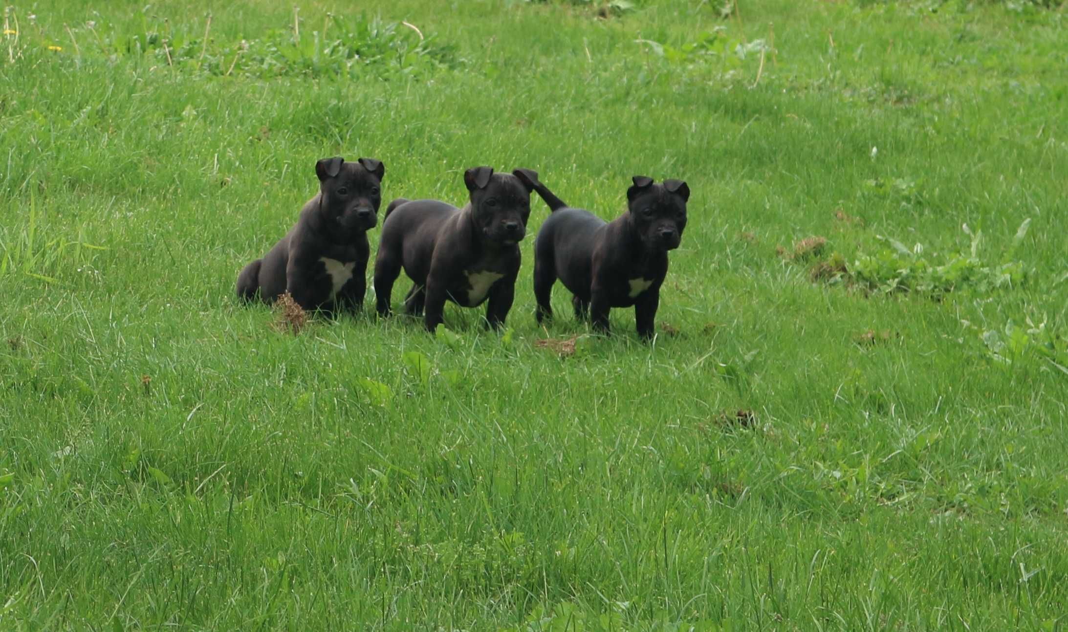 Amstaff Amstaf American Staffordshire Terrier  SUCZKA CZARNA