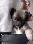 Długowłosy piesek chihuahua