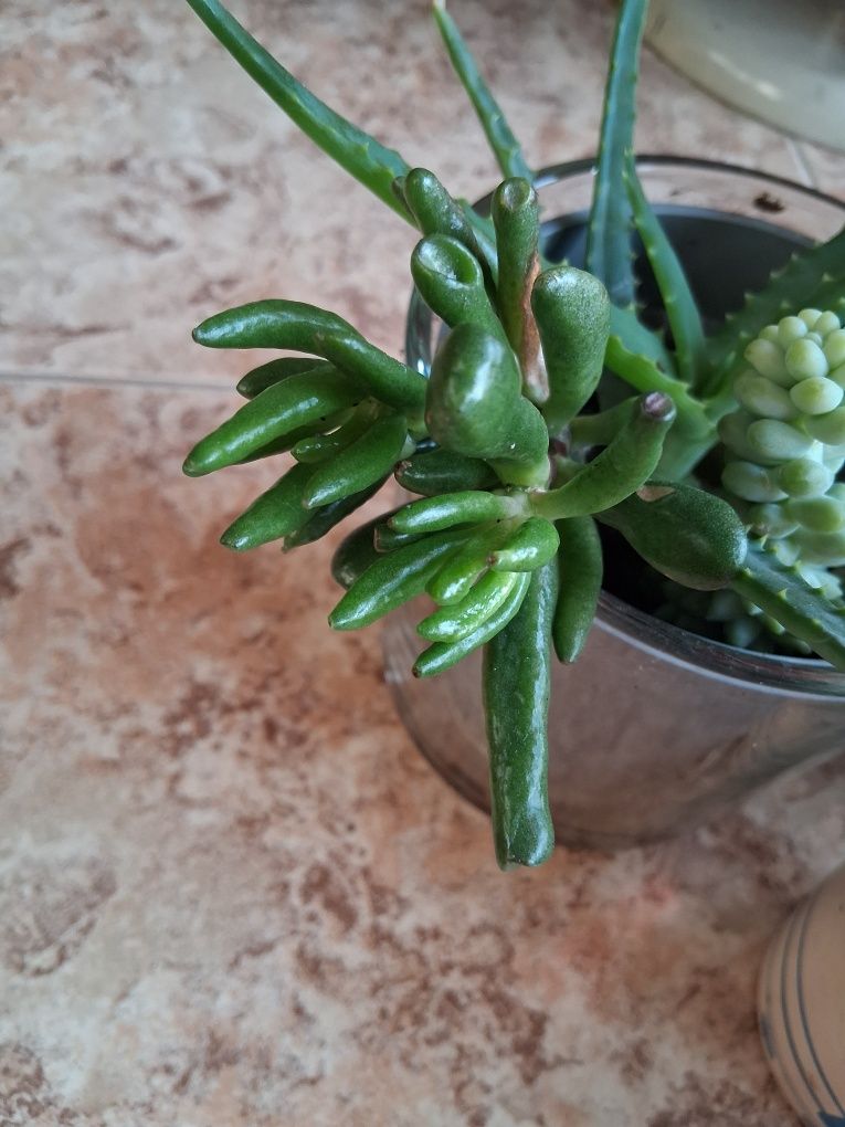 Varias Suculentas para decorar o seu jardim