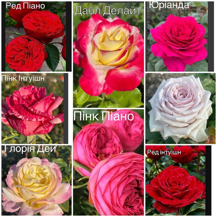 Саджанці троянд /саженцы роз