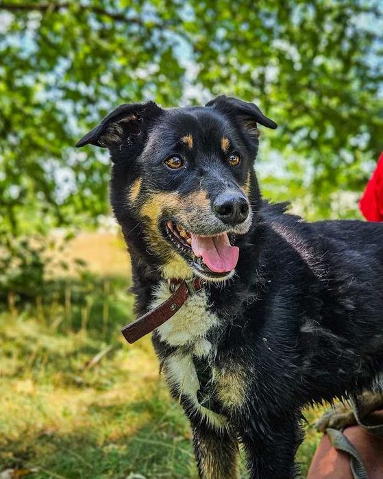 Turbo kontaktowy, energiczny pies czeka na swojego człowieka :(