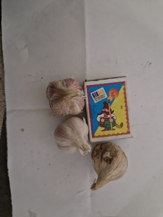 Часник ( Любаша) розмір 3