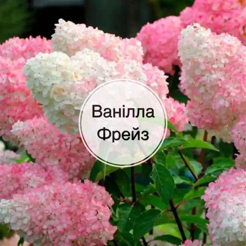 Волотисті гортензії