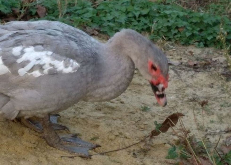 Індокачки шипуни  .Окрас Лаванда. Лінія німець