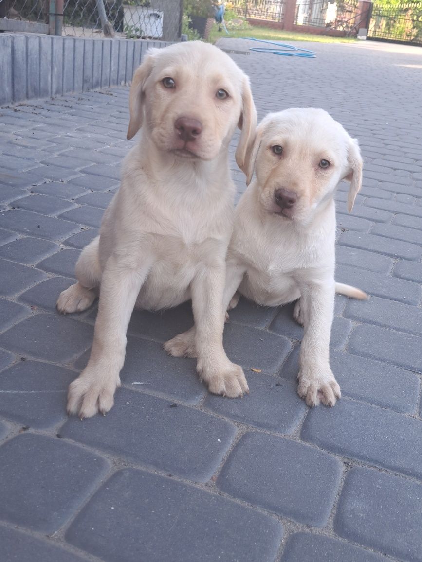 Szczeniak Labrador Retriever