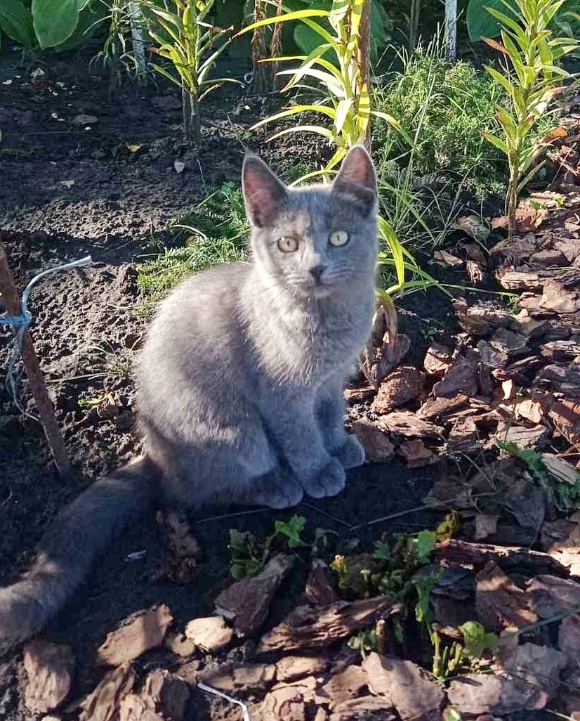 Отдам пепельного котёнка-мальчика